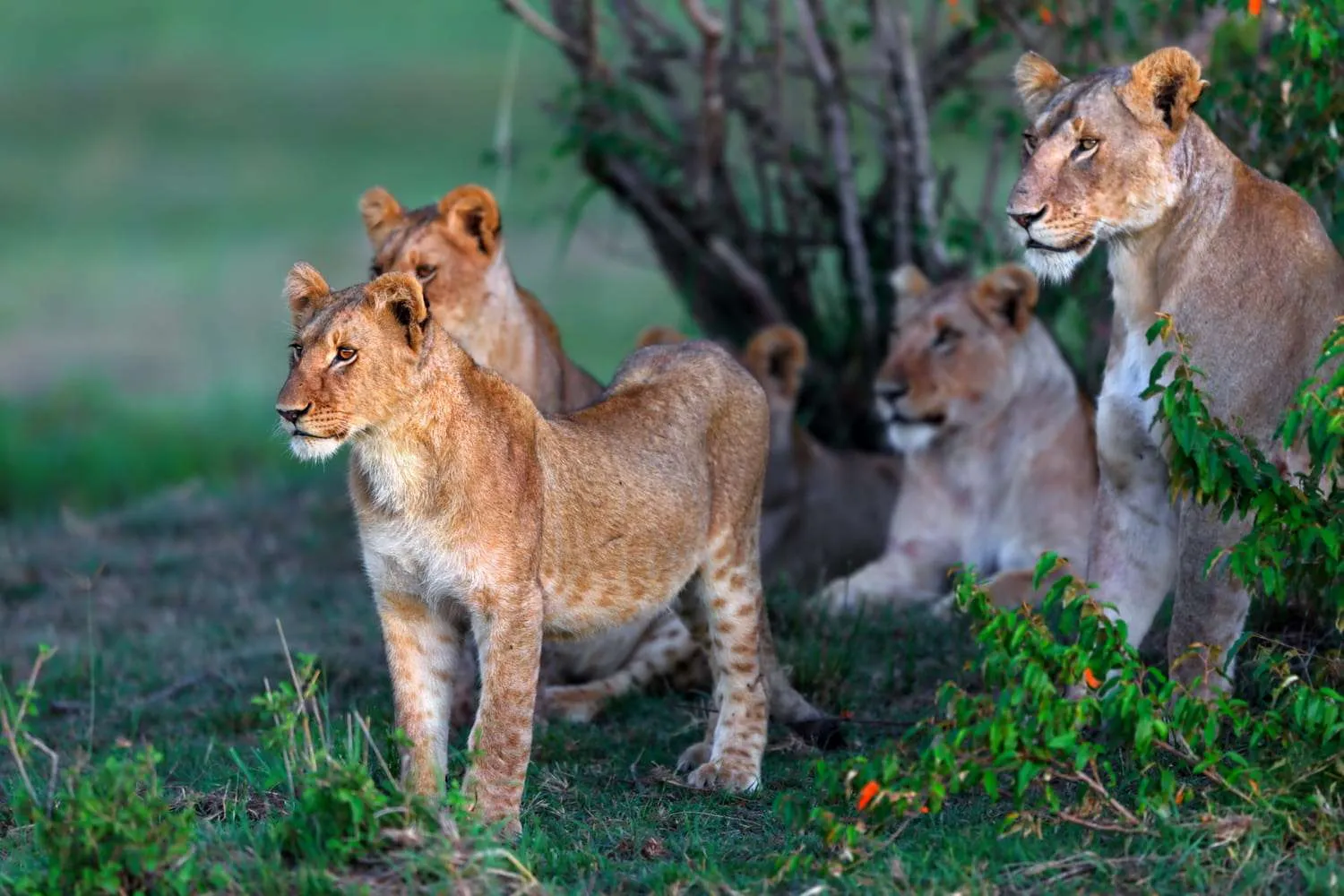 Kenya, Masai Mara lions
