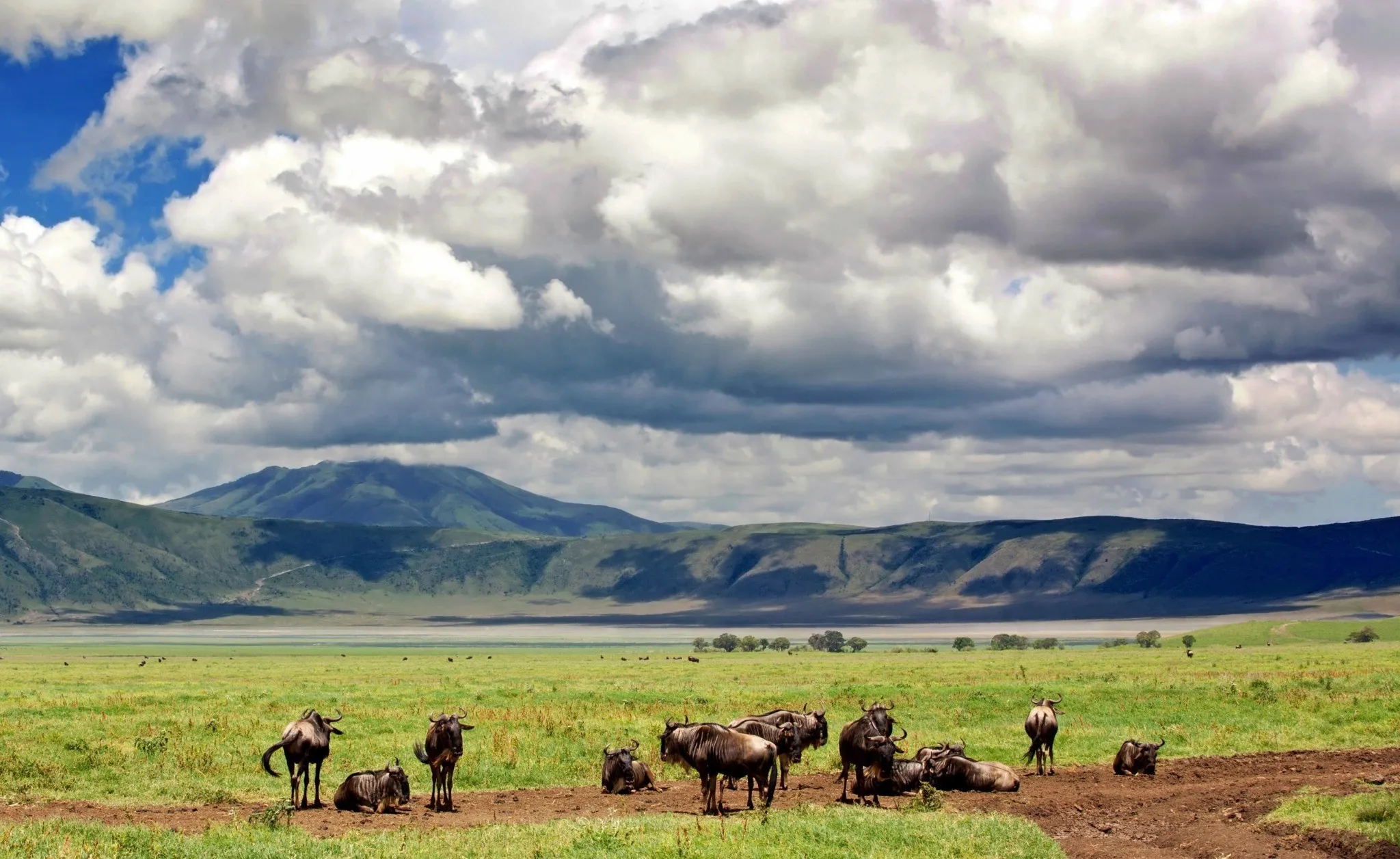 wildebeest in ngorongoro