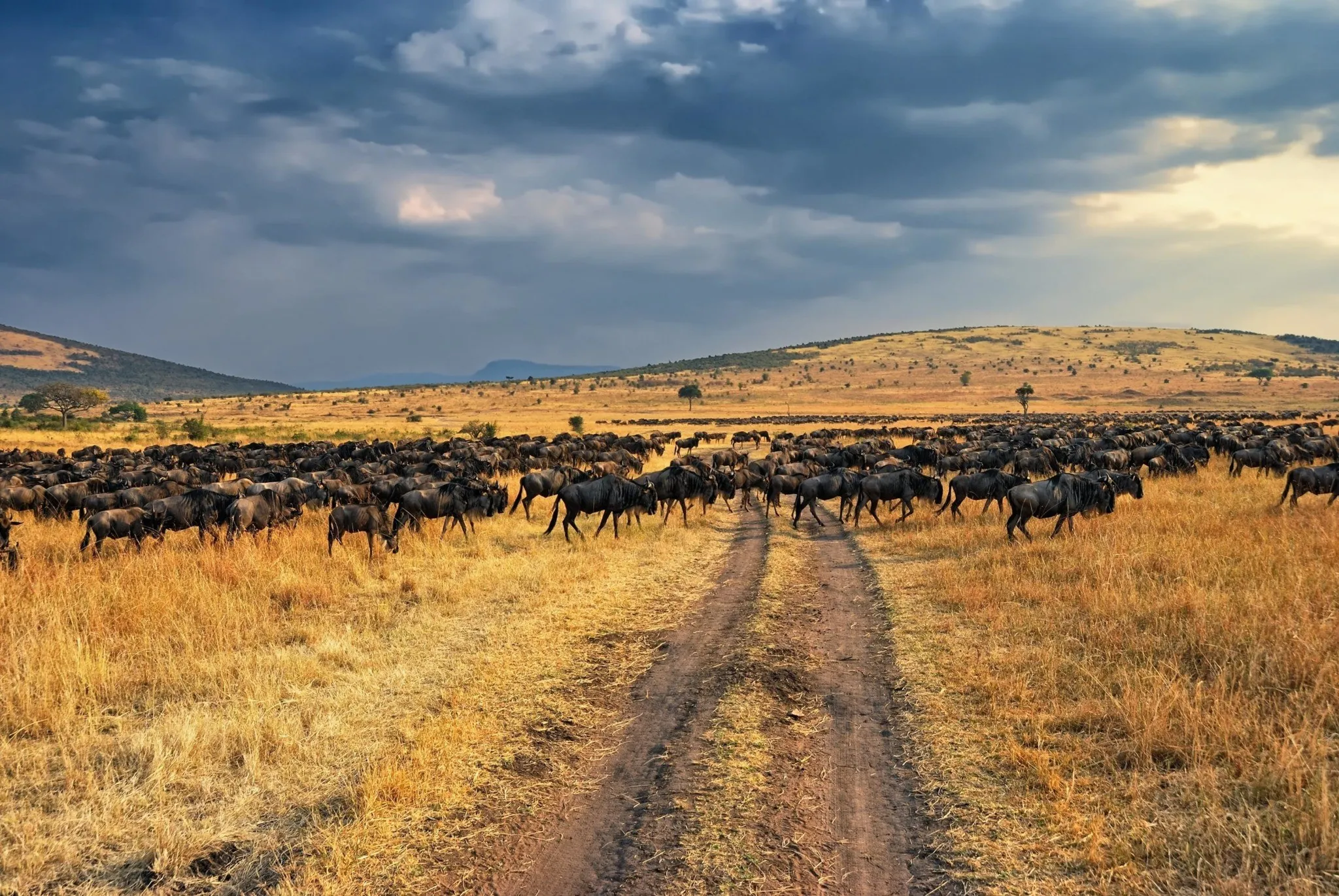 Maasai Mara migration