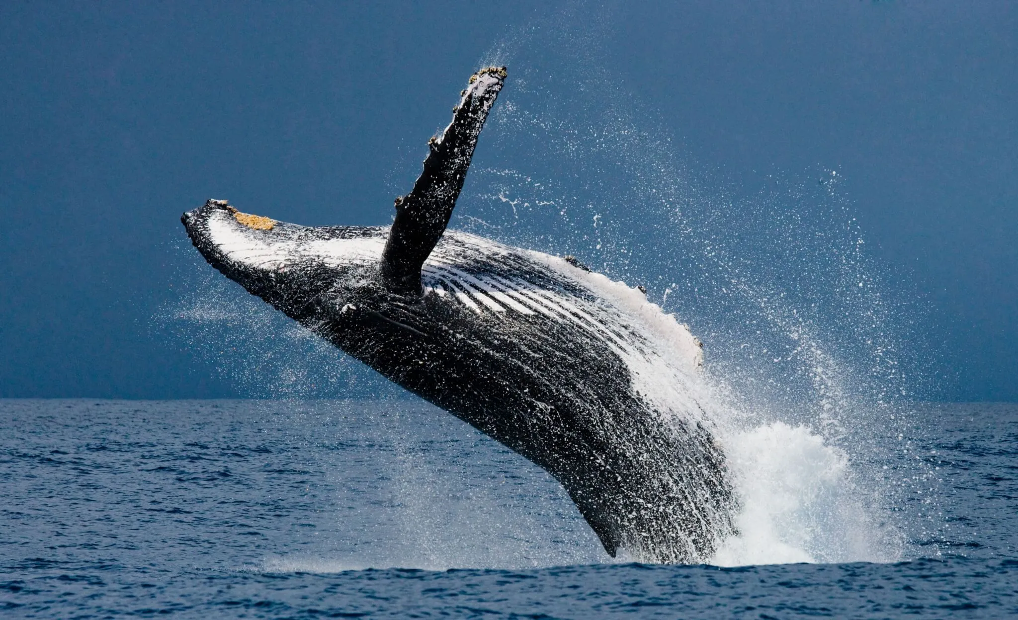 Whales advantage Beach Holiday in Kenya
