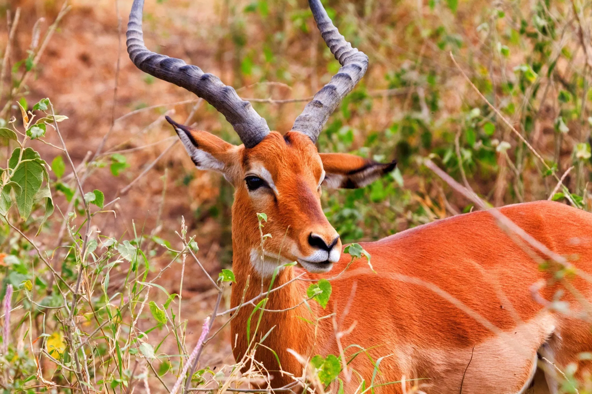Male Impala eating grass, Nakuru Lake, Kenya