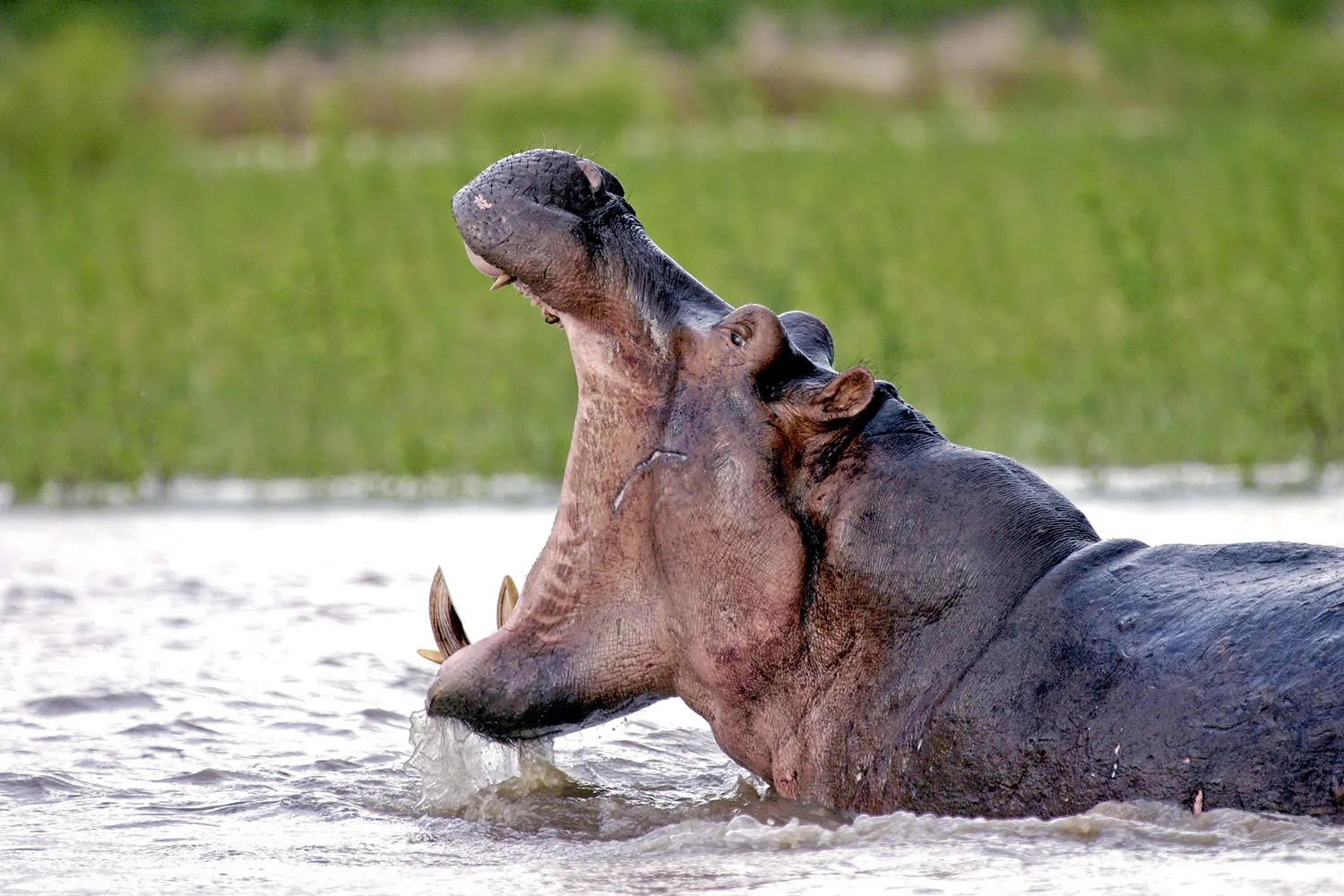 hippopotamus, selous game reserve