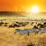 Top 5 Safari Parks to Visit from Mombasa: The Best Places for a Short Safari from Mombasa