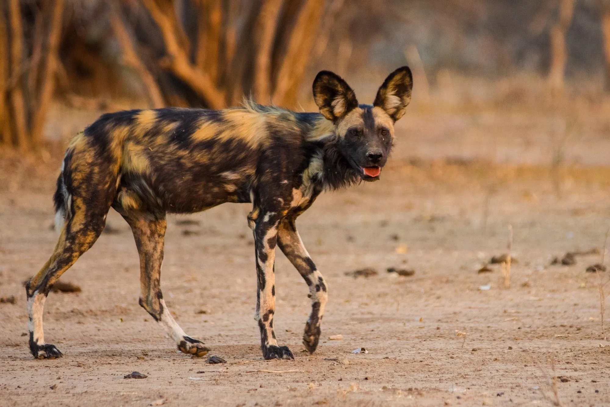 wild dog in Tanzania 