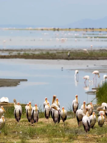 One Day Safari to Lake Manyara National Park