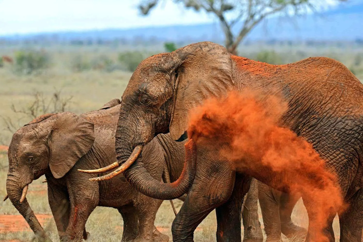 Red Elephants in Tsavo National Park