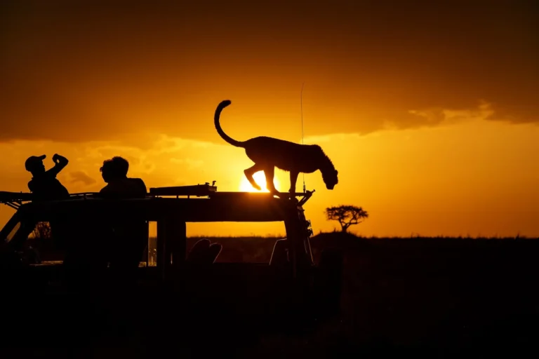 New Kenya Safari Programs Added