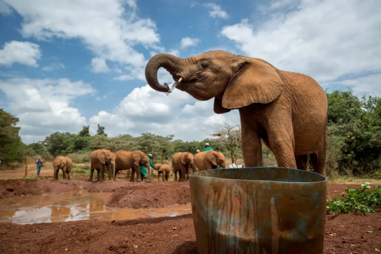 A Day Excursion in Nairobi