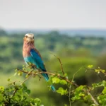 A Six Park Safari Adventure