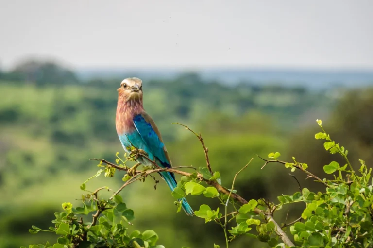 A Six Park Safari Adventure