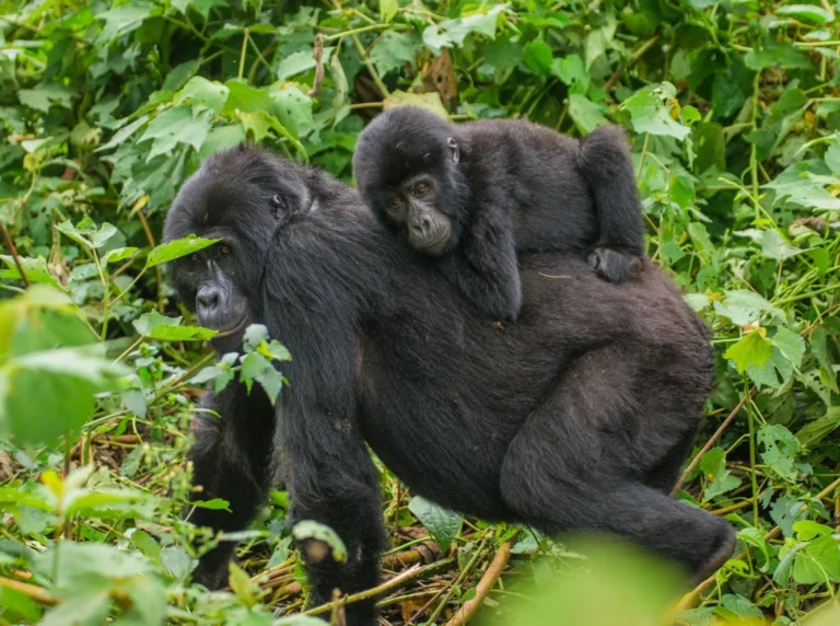 Remembering Dian Fossey