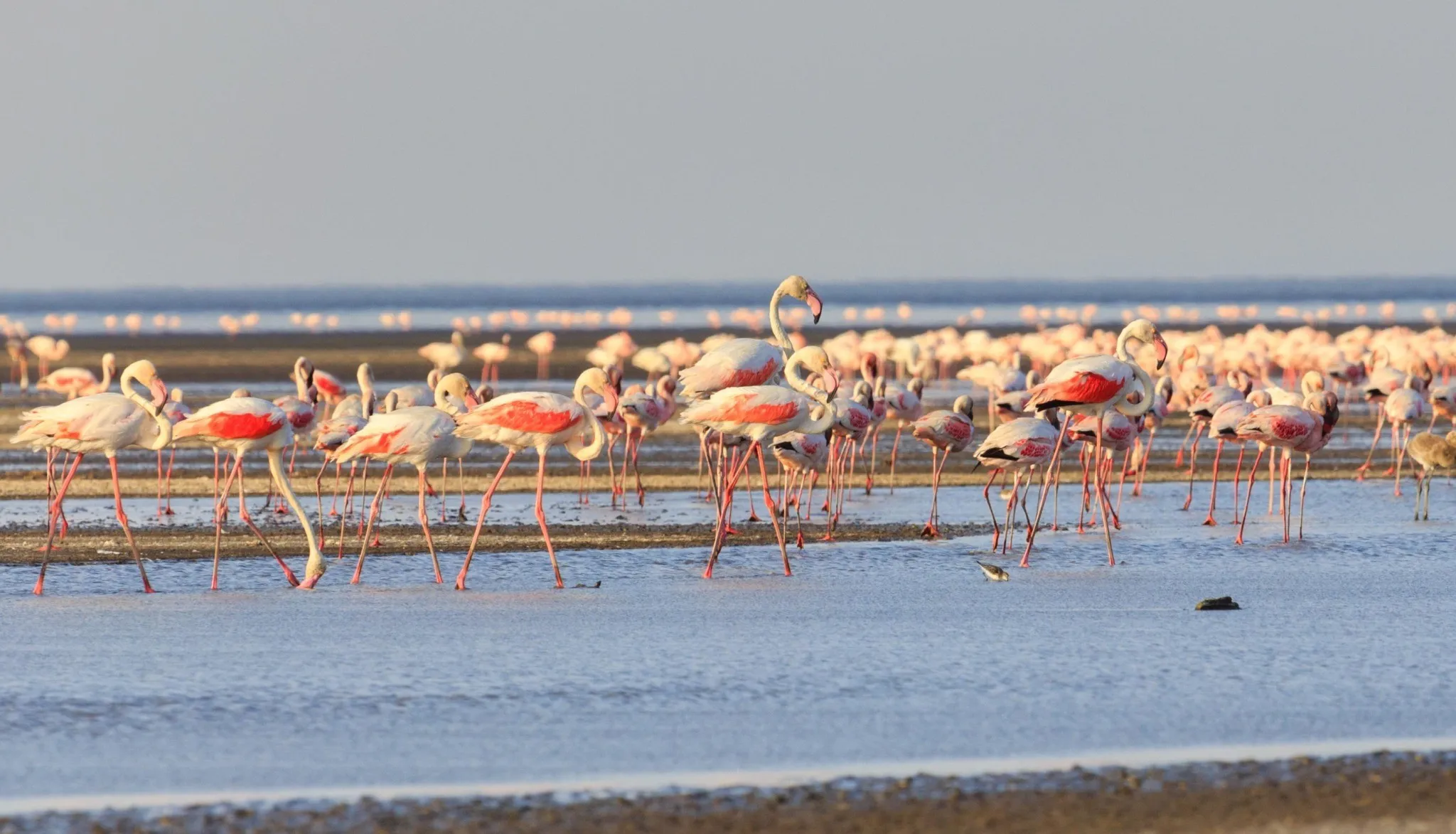 Lake Natron flamingos