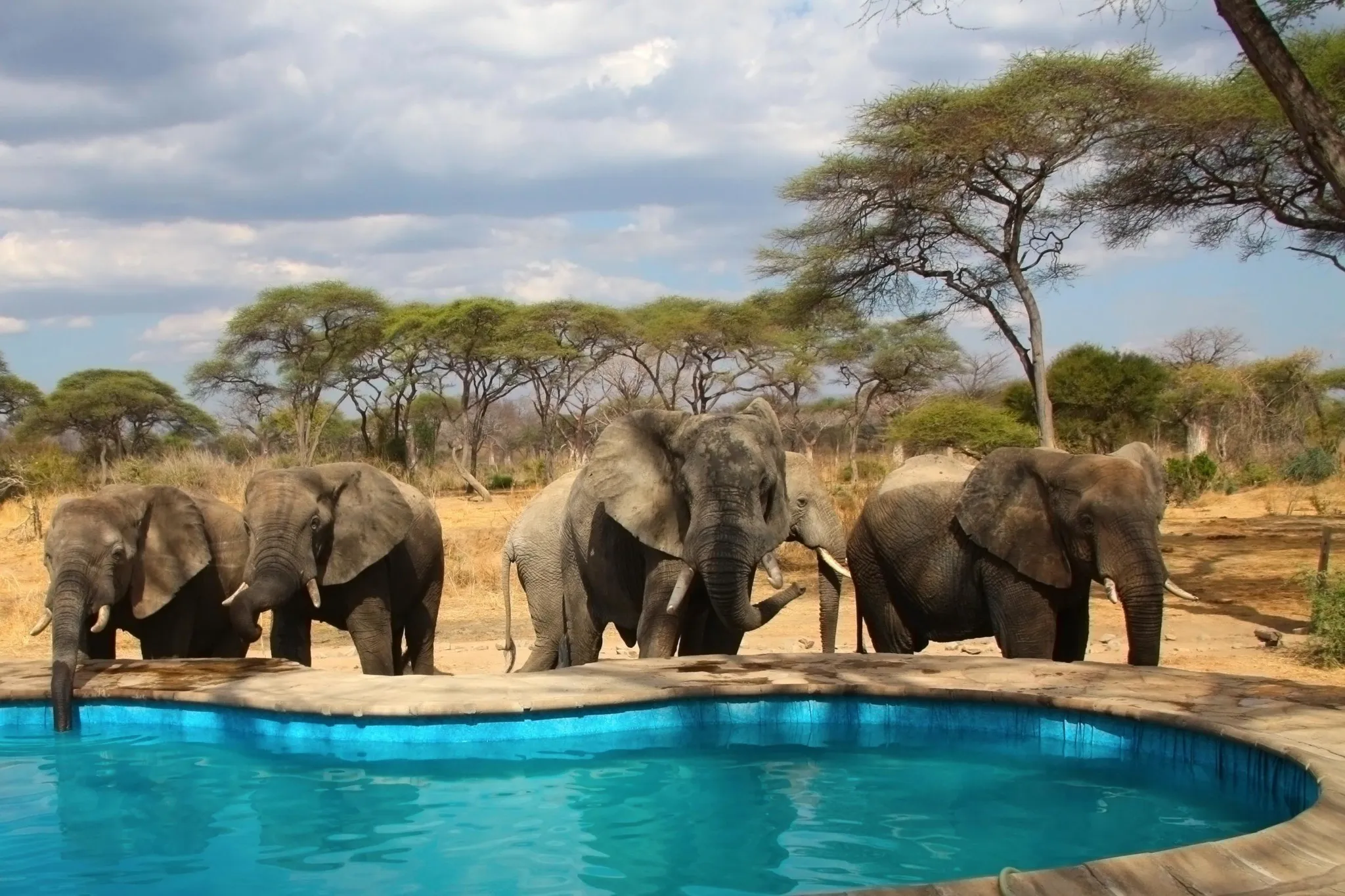elephant in camping site