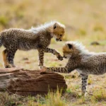 ’Join the Group’ – What Is It?
