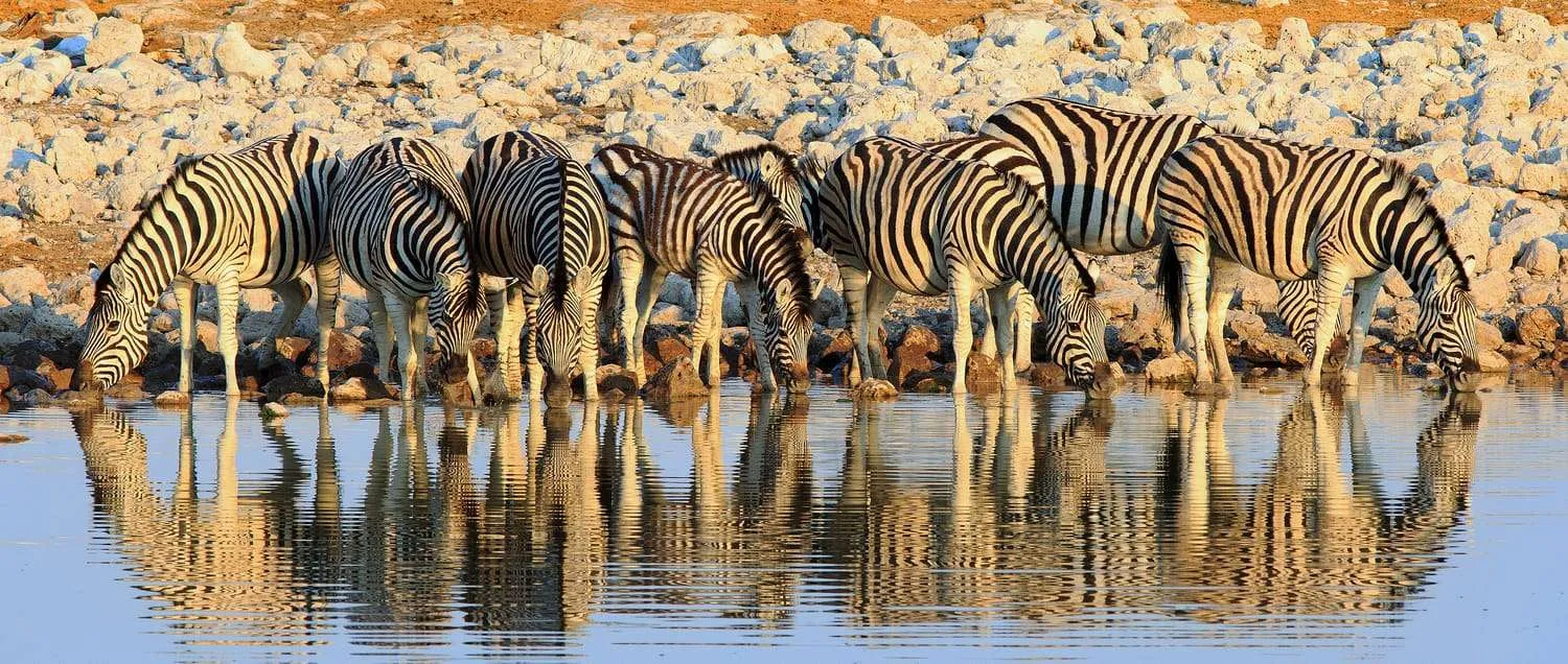 Zebras at Namibia Etosha National Park