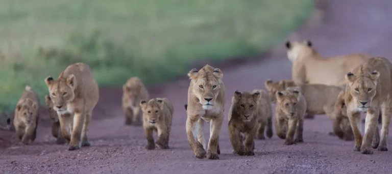 Ten Amazing Things to Do in Serengeti National Park
