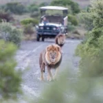 Beginner’s guide to a Serengeti safari