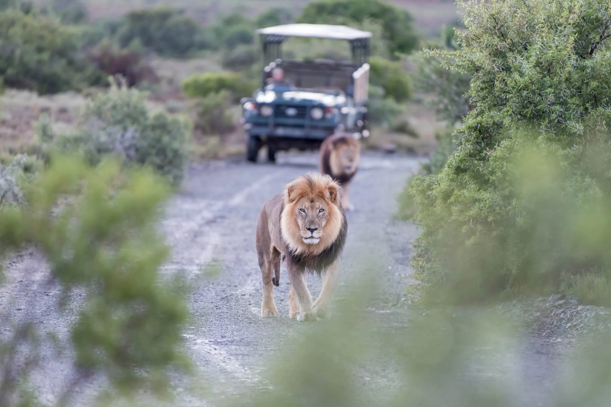 Beginner’s guide to a Serengeti safari