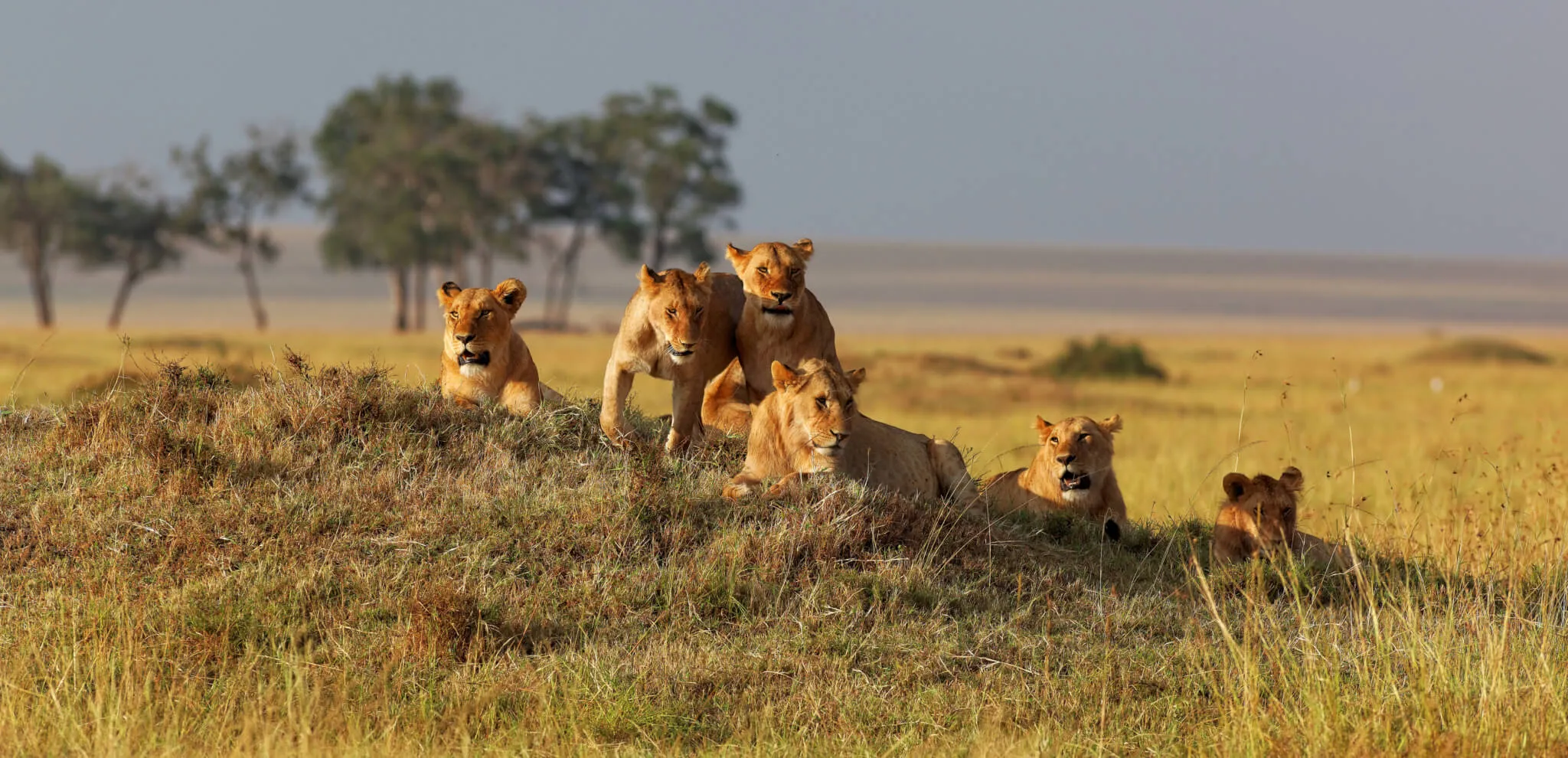 Lions at Safari Parks near Mombasa, Kenya
