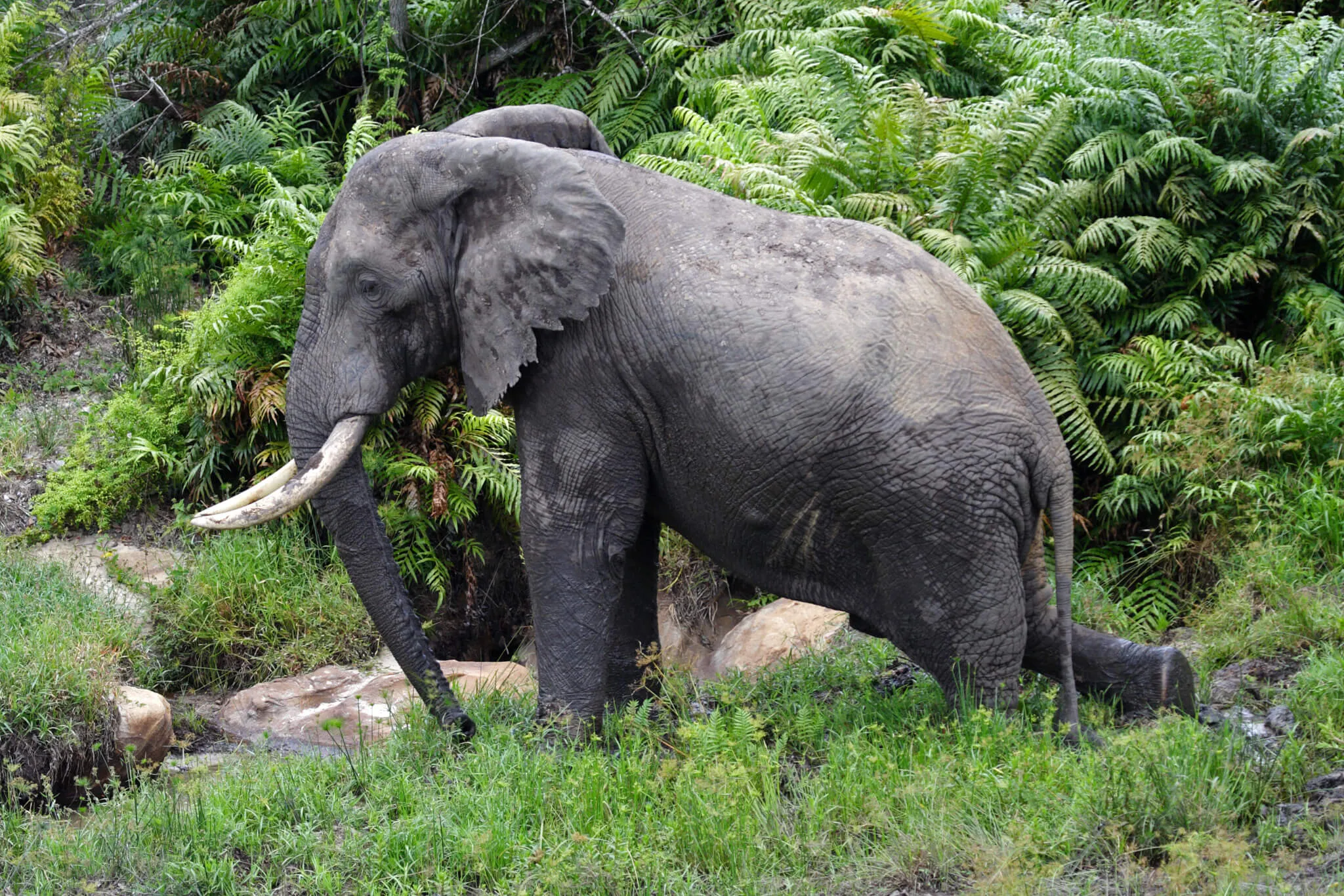 Elephant  from Mombasa