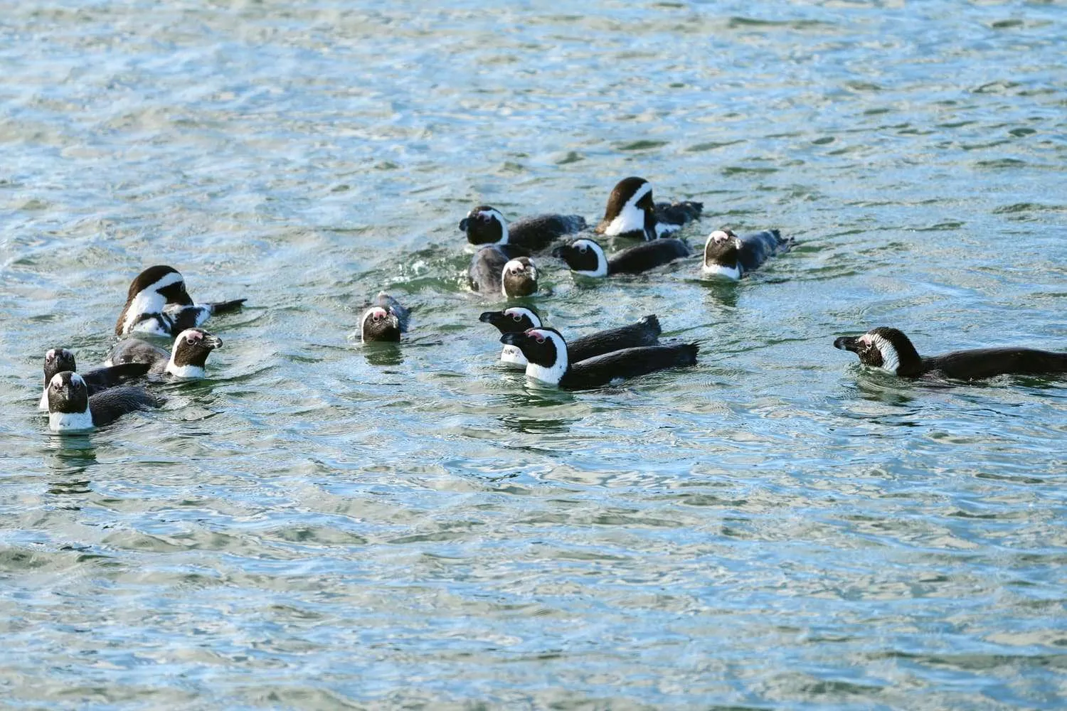 Penguins at Namibia Luderitz