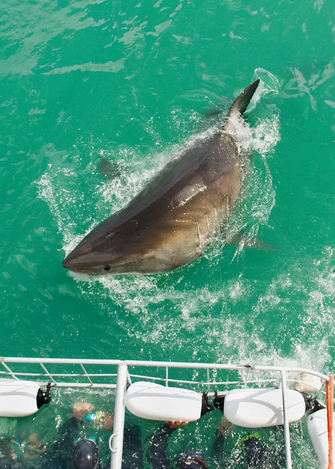 Sharks Cape Town