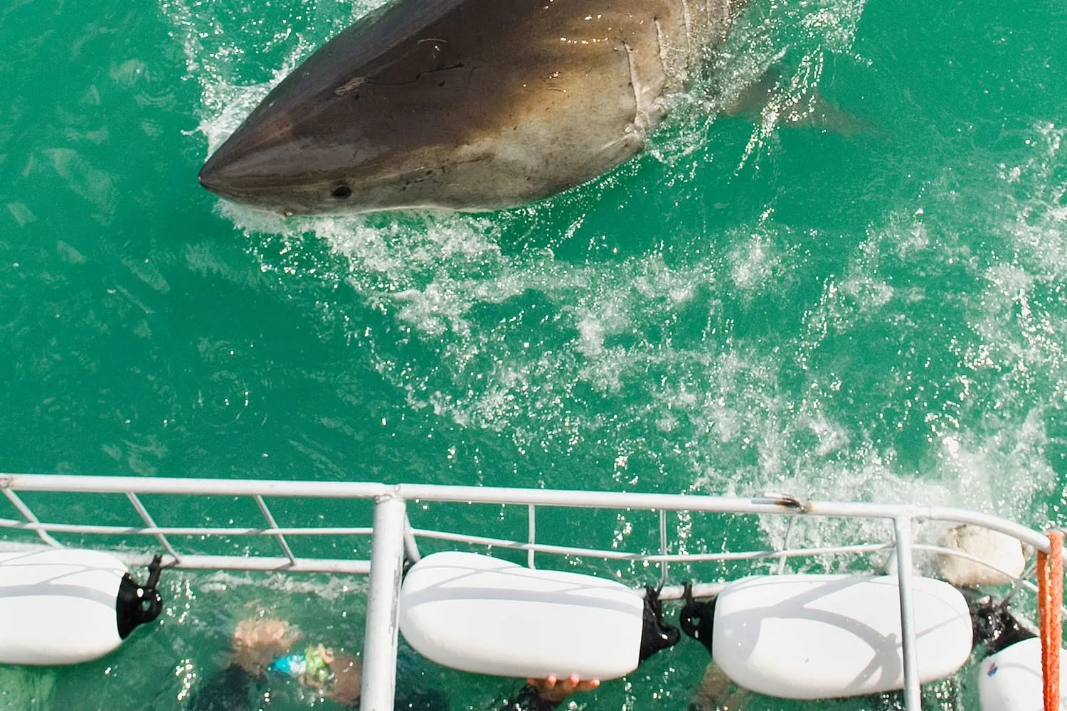 Cape Town shark diving