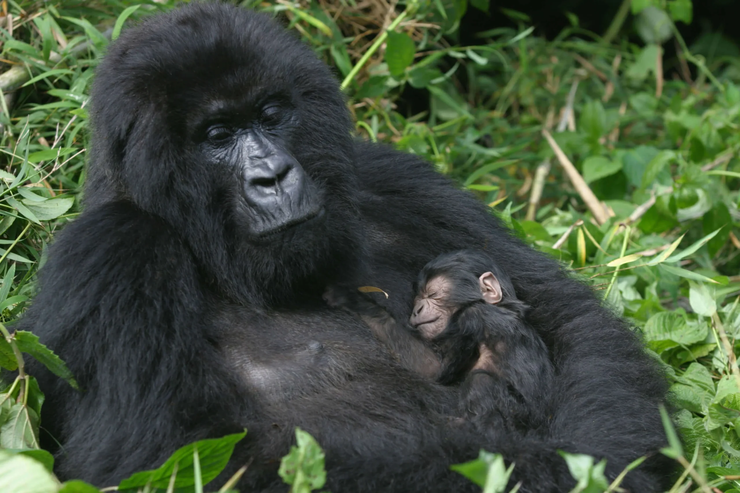 uganda wildlifes
