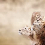 The Big Five, Small Five, Special Five, and Big Seven: What Are They?