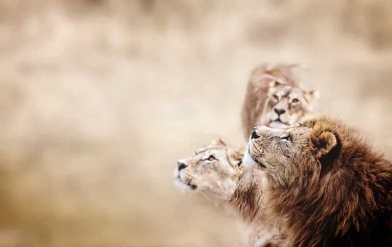 The Big Five, Small Five, Special Five, and Big Seven: What Are They?