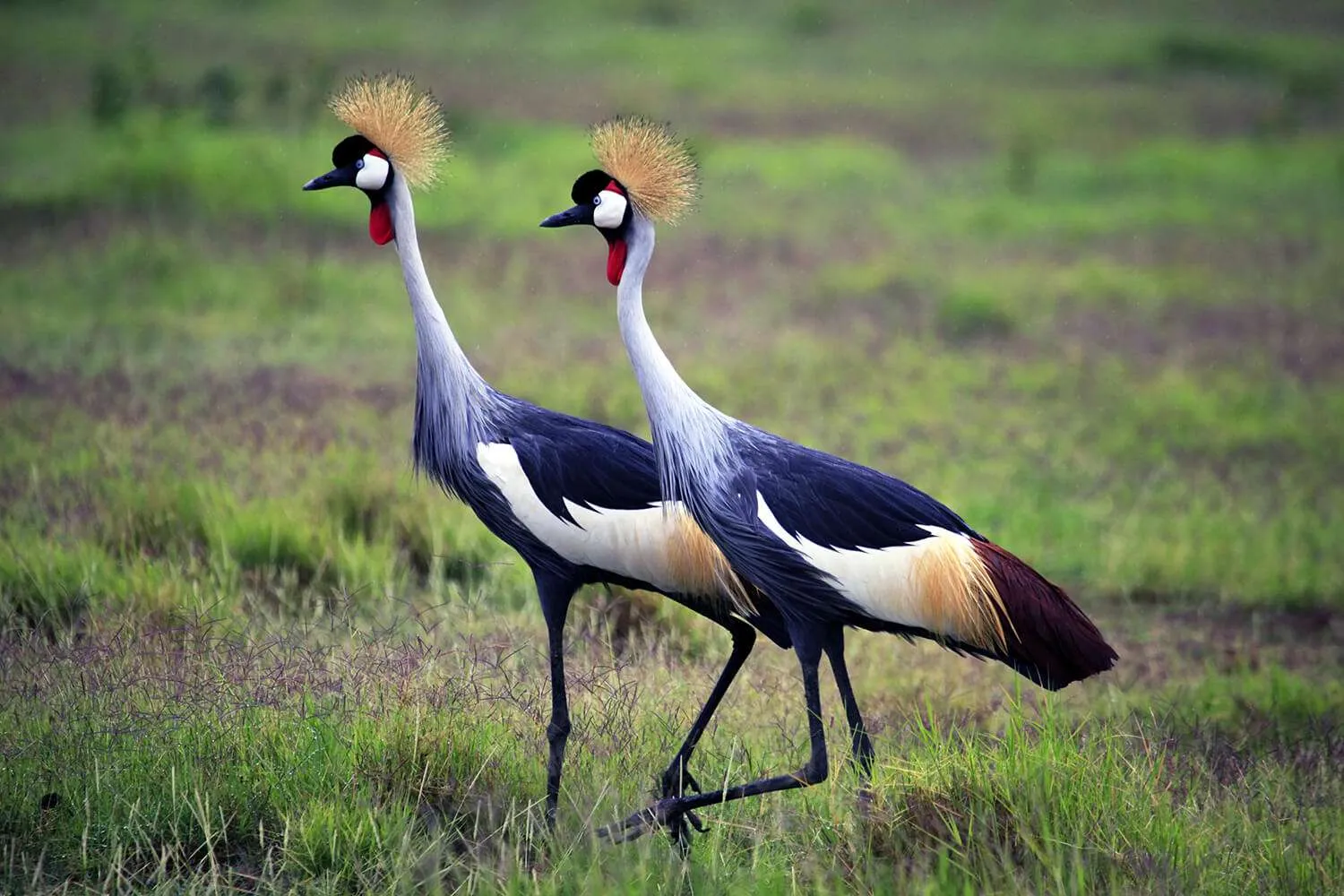 crowned crane, amboseli national park