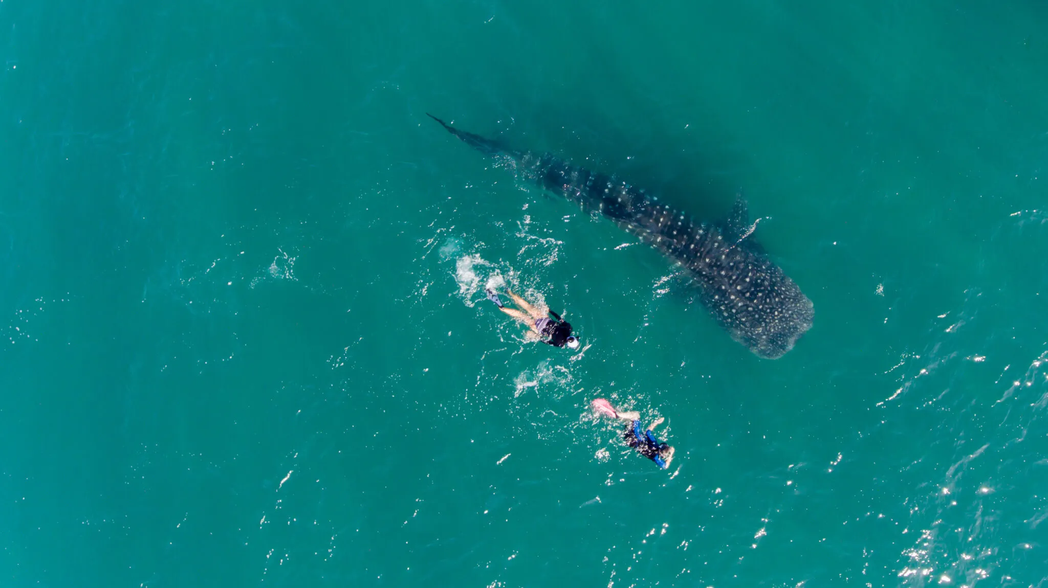 Swim with Whale Sharks on Mafia Island