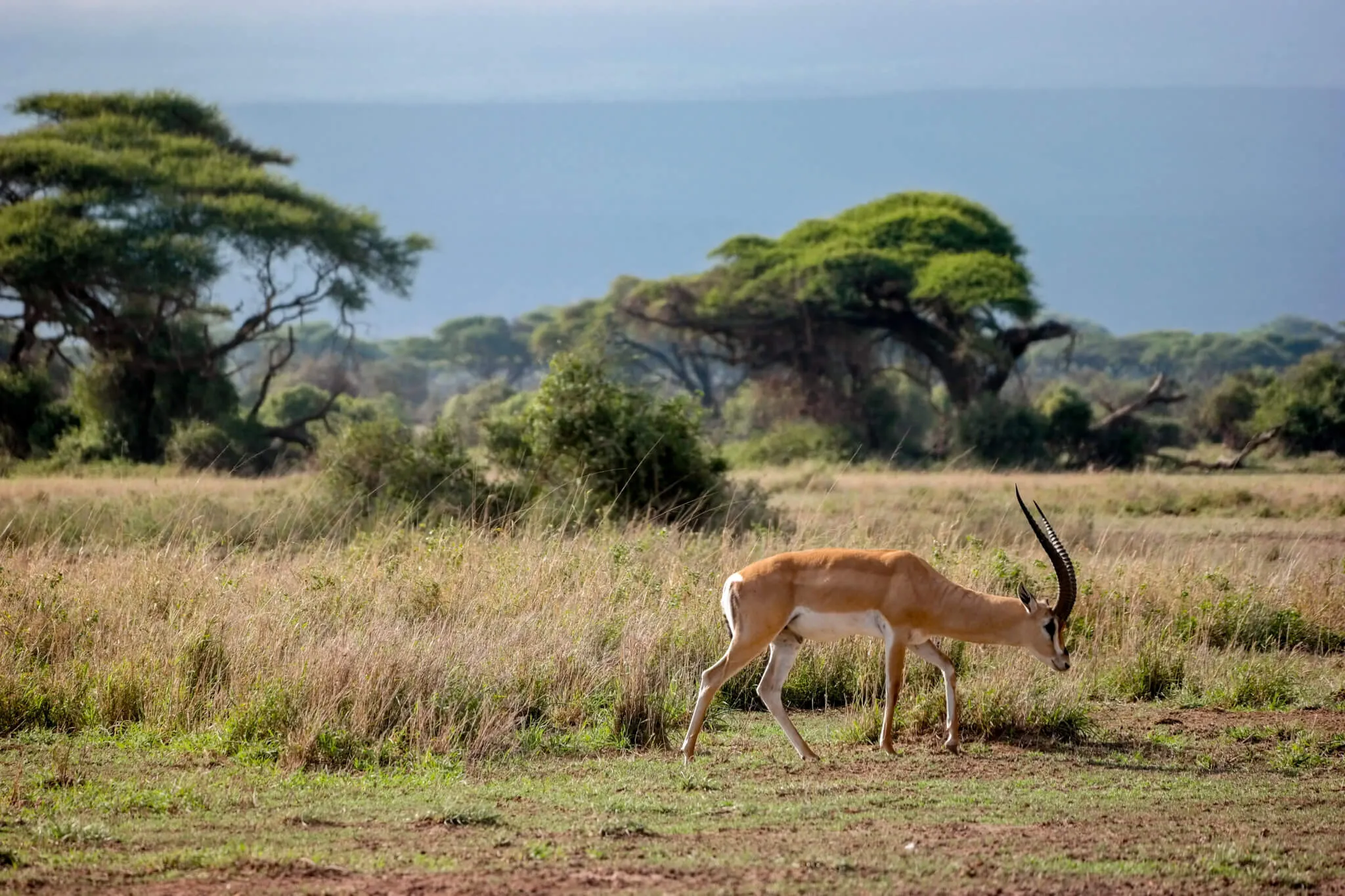 First African Safari