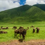Group Tour Safari Great Migration – Calving Season – in Ndutu