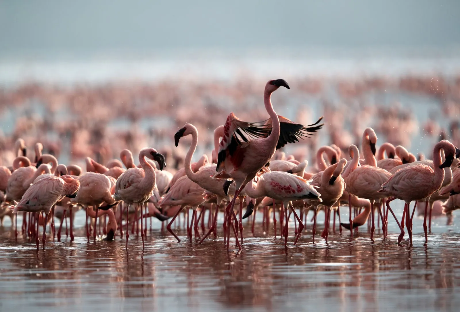 flamingos lake nakuru lake bogoria kenya