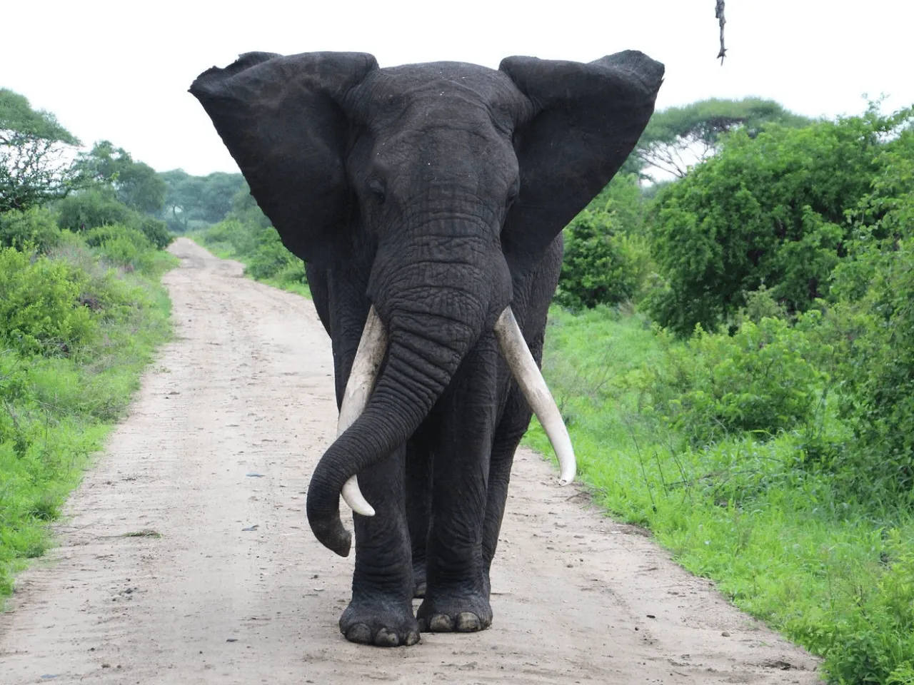 Souvenirs in East Africa