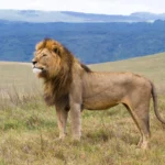 The Ilchokuti’s of Ngorongoro Conservation Area