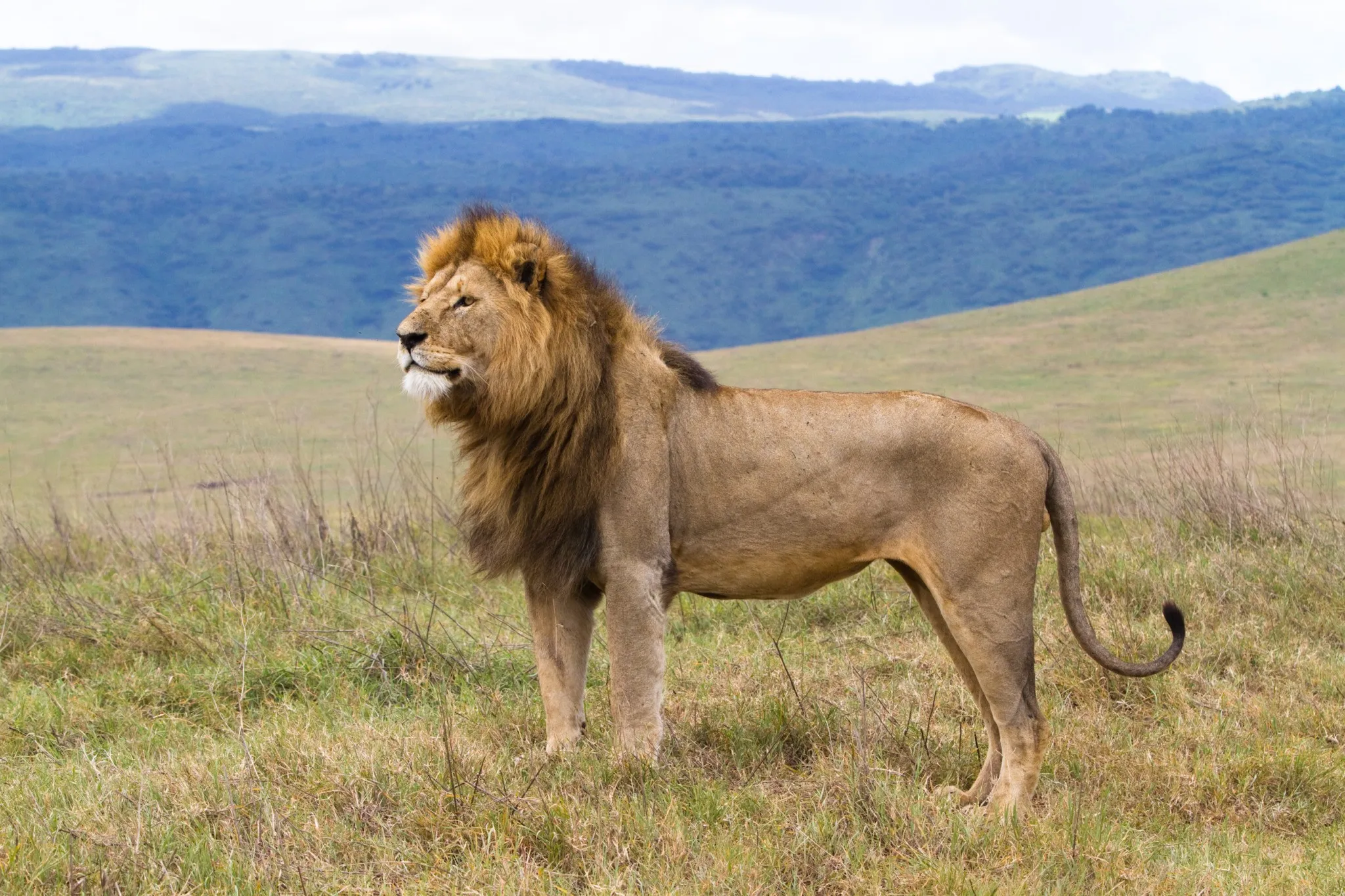 tanzania-lion-ngorongoro