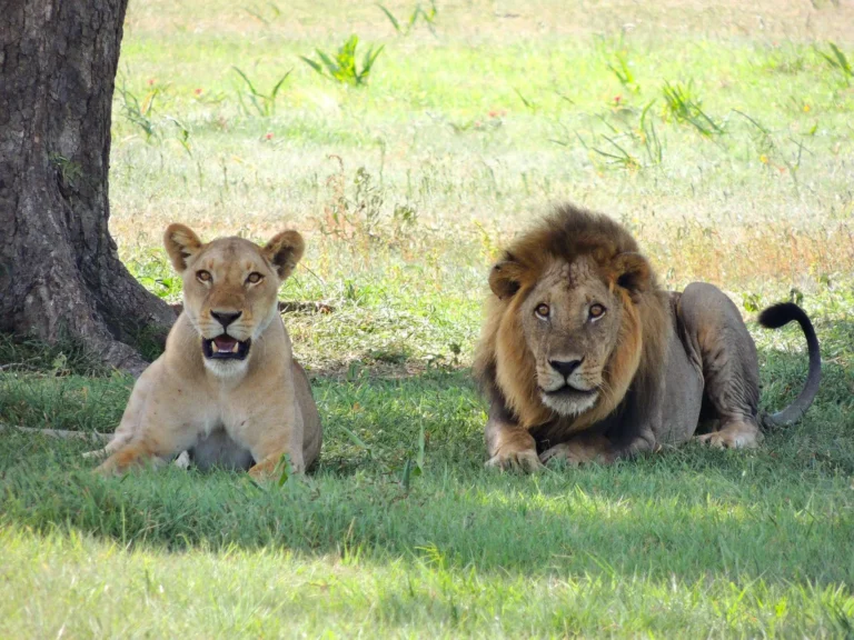 A 10 Day Safari with Bashiru