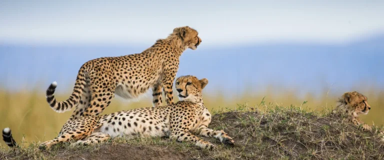 Tanzania Safari Tours 2026–27 – Epic Adventures from Serengeti to Zanzibar