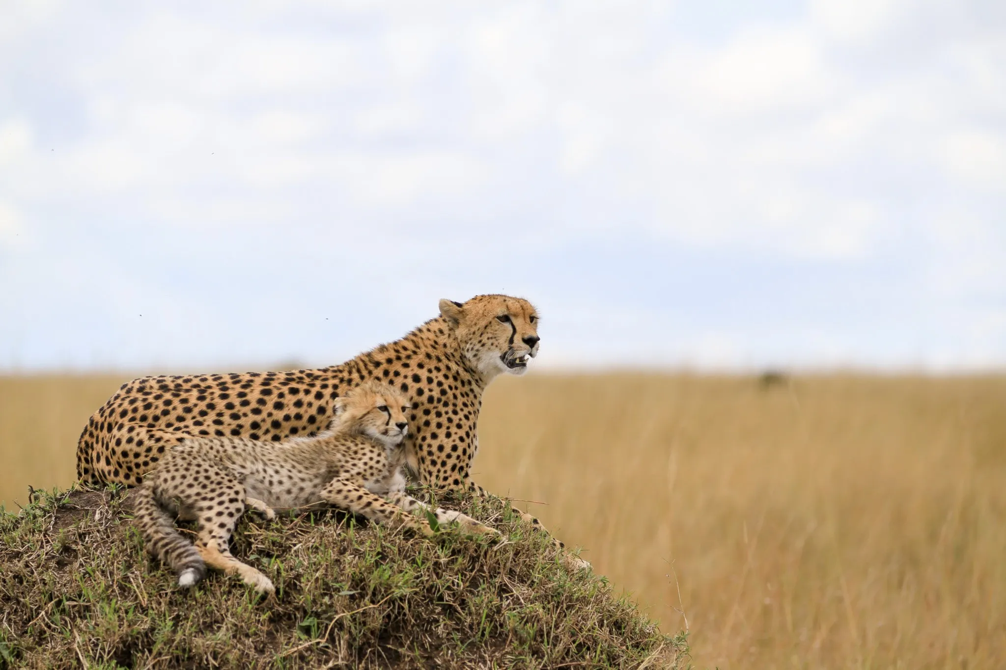 tanzania-serengeti-cheetahs