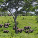 When is the Best Time to Visit Tarangire National Park?