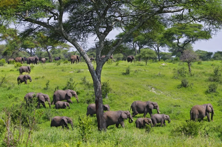 When is the Best Time to Visit Tarangire National Park?