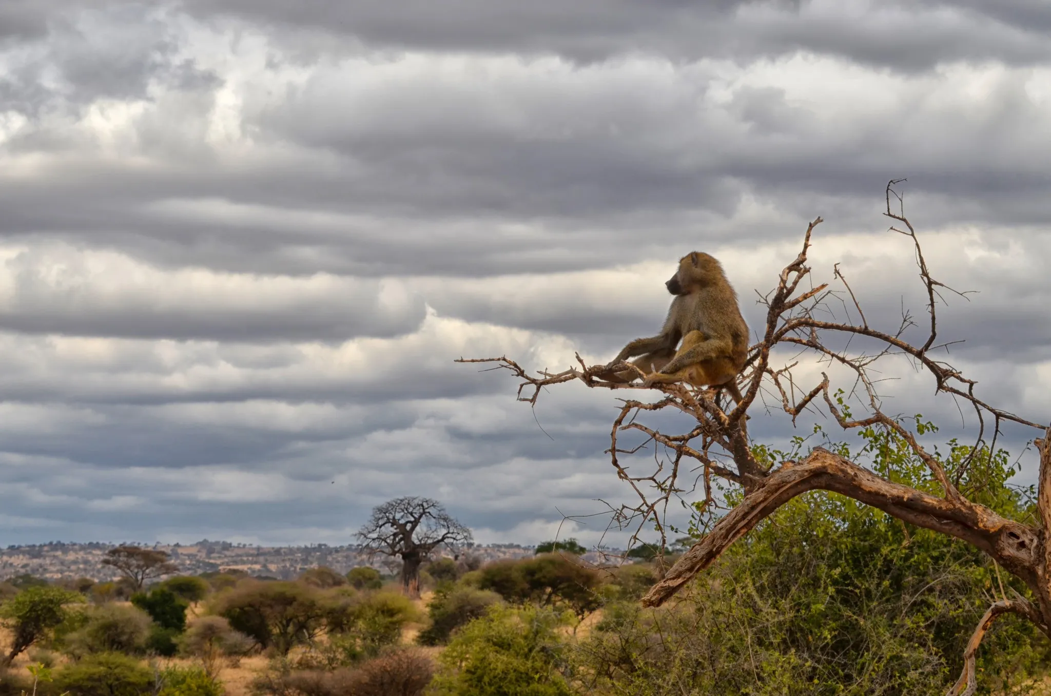 tarangire-baboon