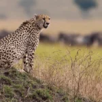 News on Tarangire National Park