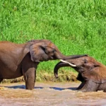 Tarangire Wildlife Guide: What Animals Can You See in Tarangire?