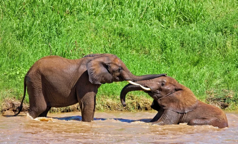 Tarangire Wildlife Guide: What Animals Can You See in Tarangire?