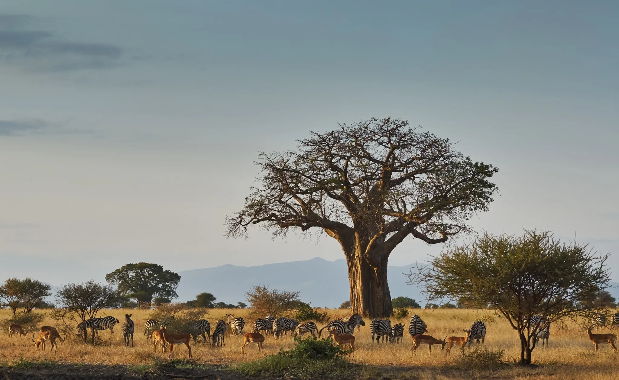 Zebras grazing – Tarangire wildlife guide highlights