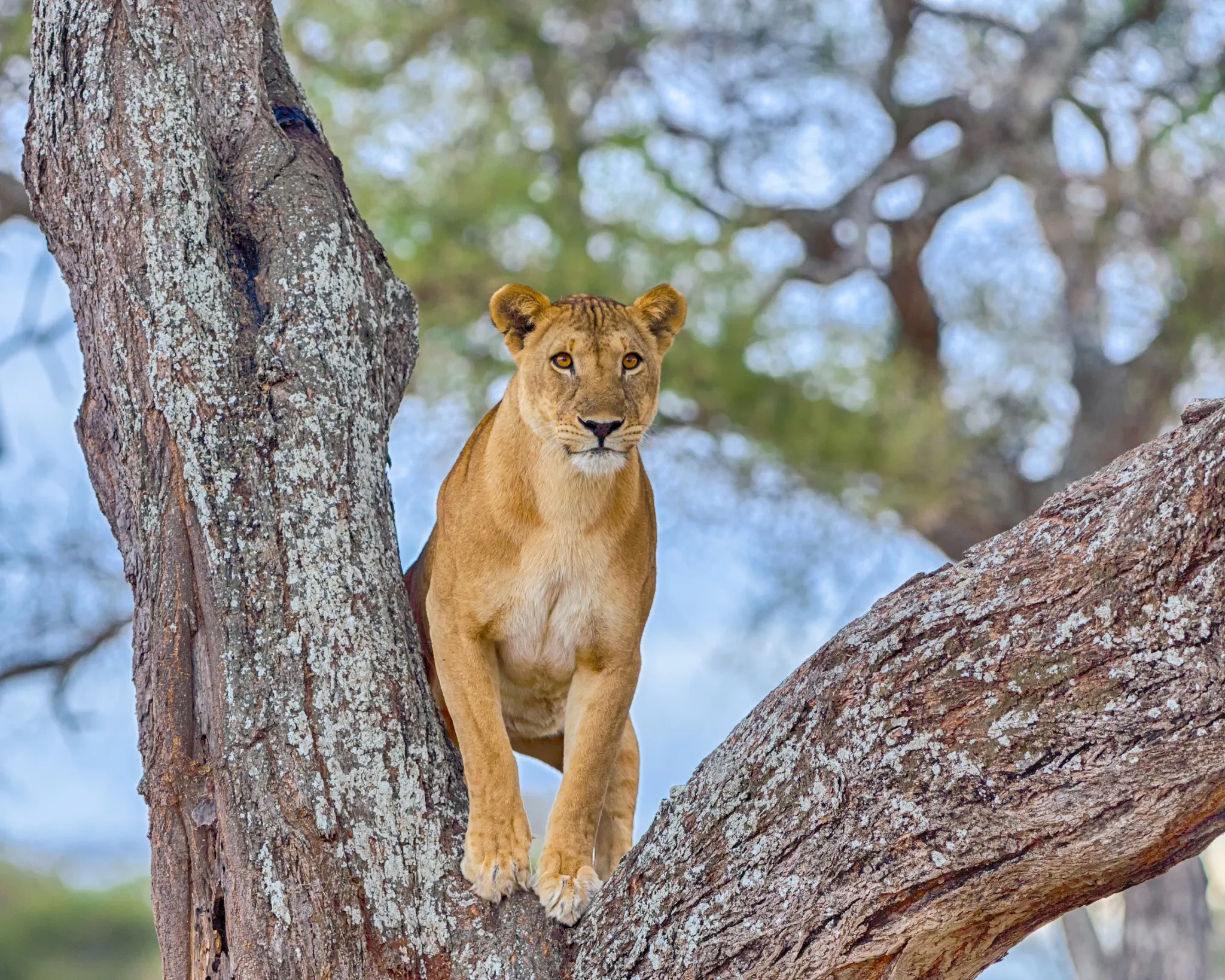 Tarangire Wildlife Guide