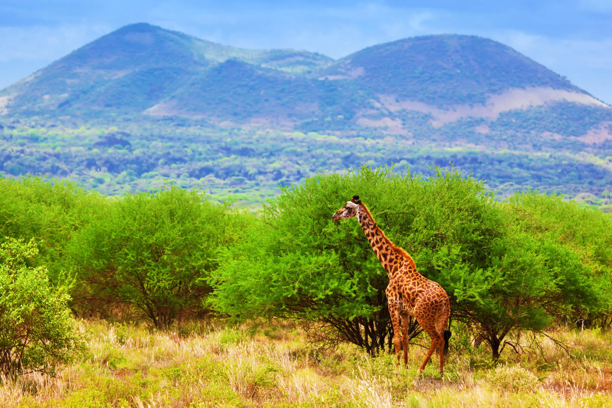 Kenya wild animals